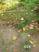 Palluruthy. 5cent. Car Entry Plot