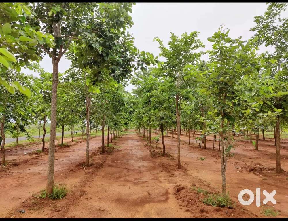 50cents Agriculture land for sale