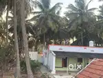 Coconut farm with agricultural land available