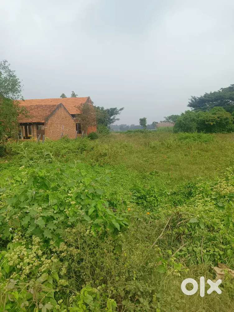 Land for sale and rent