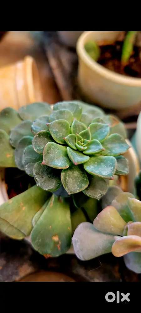 Plant ( Flower & decoration )