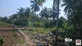 5 Acre coconut farm for sale in Palakkad