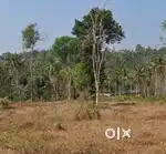 കേണിച്ചിറയിൽ 3.7 ഏക്കർ സ്ഥലം വിൽപ്പനയ്ക്ക്