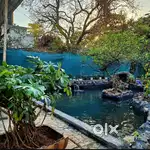 We Build Koi Ponds & Deliver Premium Koi Fish Across India