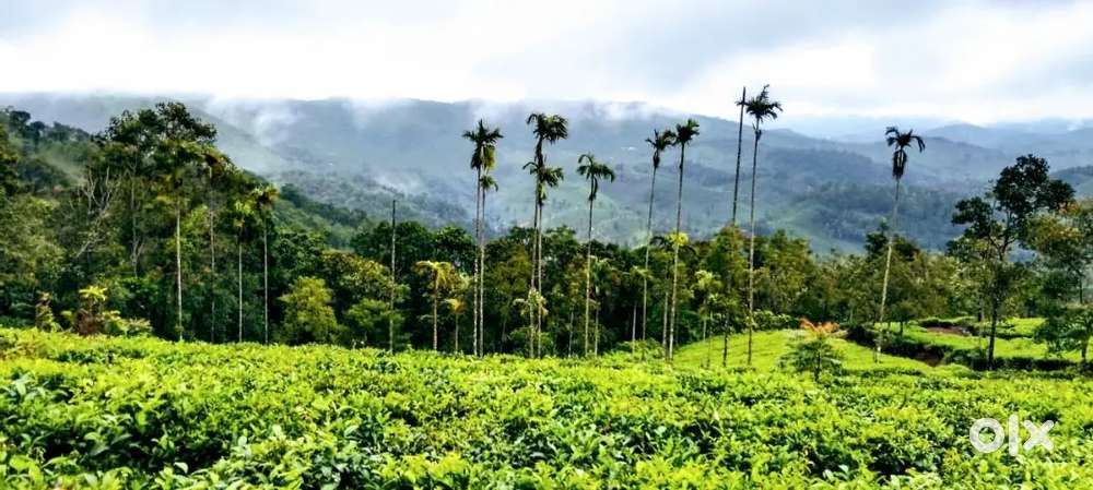 Vagamon Tea View 148 Cent LA pattayam Land with small house for sale