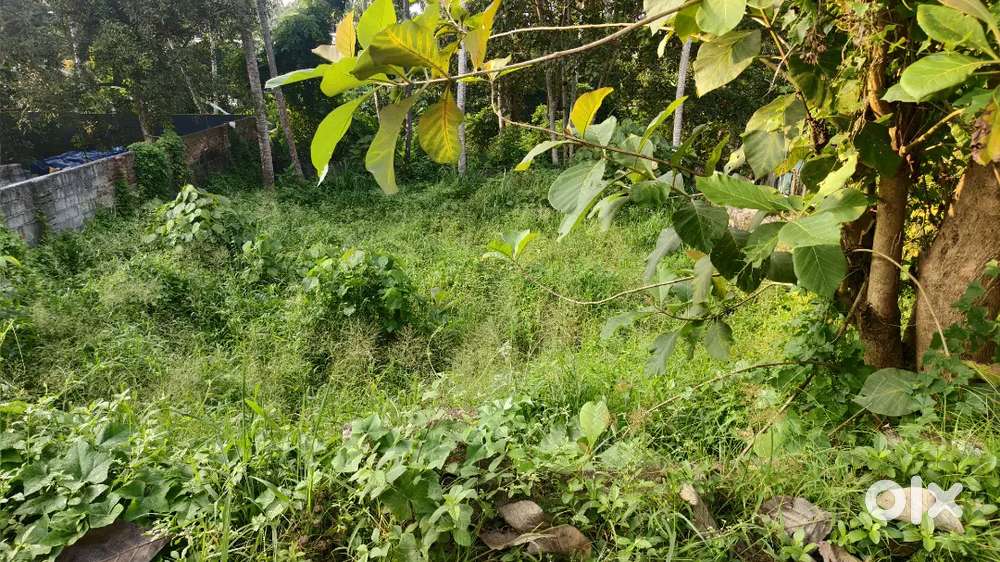 ശ്രീകാര്യം ചാവടിമുക്ക് സമീപം റോഡിൽ നിന്നും 50MTR  8 CENT ലോറി  SITE