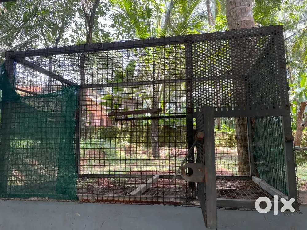 Birds cage