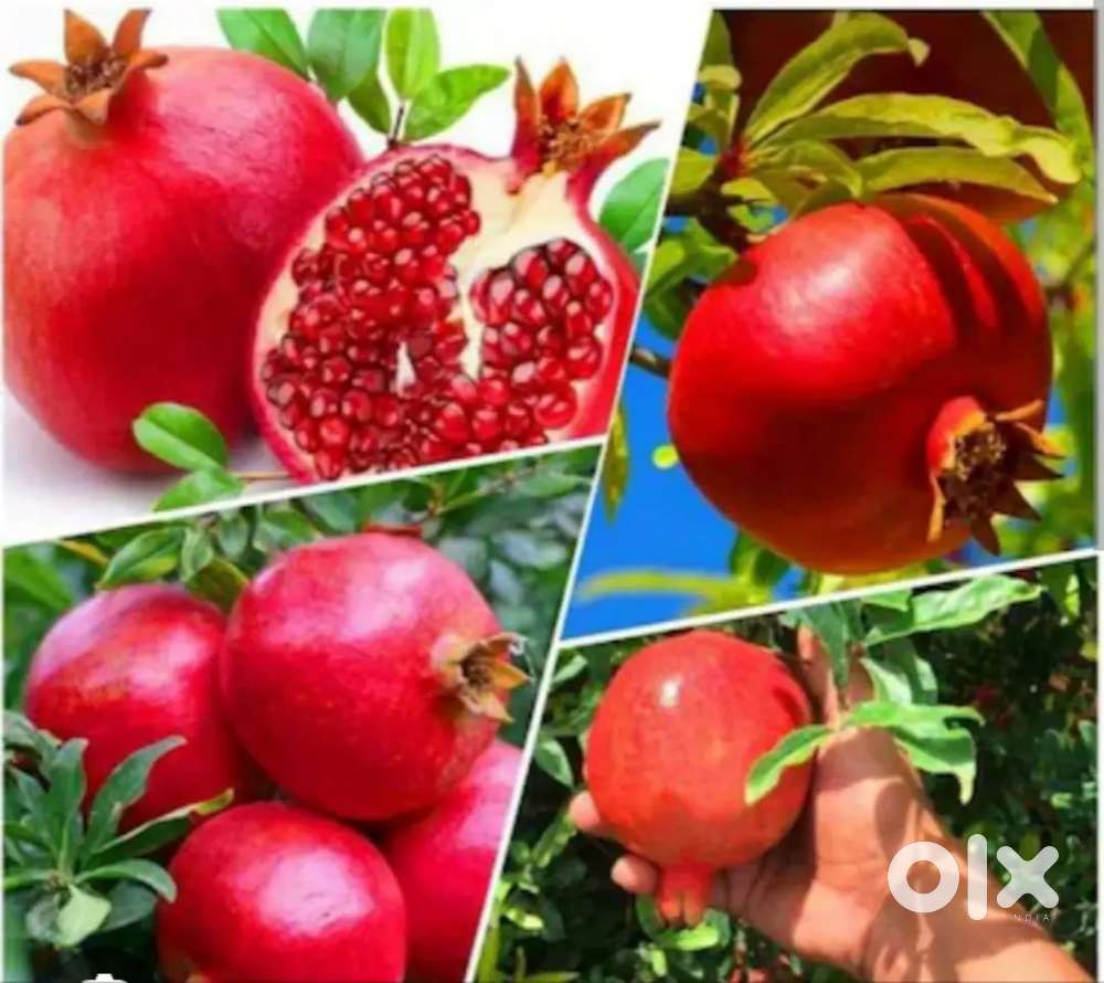 Best anaar price 1 kg price 150
