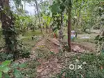 30 cents Beautiful Residential Plot in Pinarayi