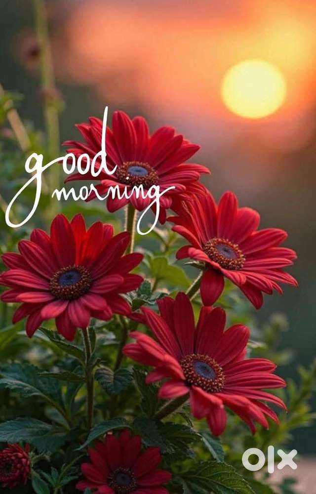 Need an accountant for a reputed Builder Abruti construction and group