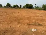 80,000/- per Gunta only,Near Gajwel,20 Guntas agriculture land sale