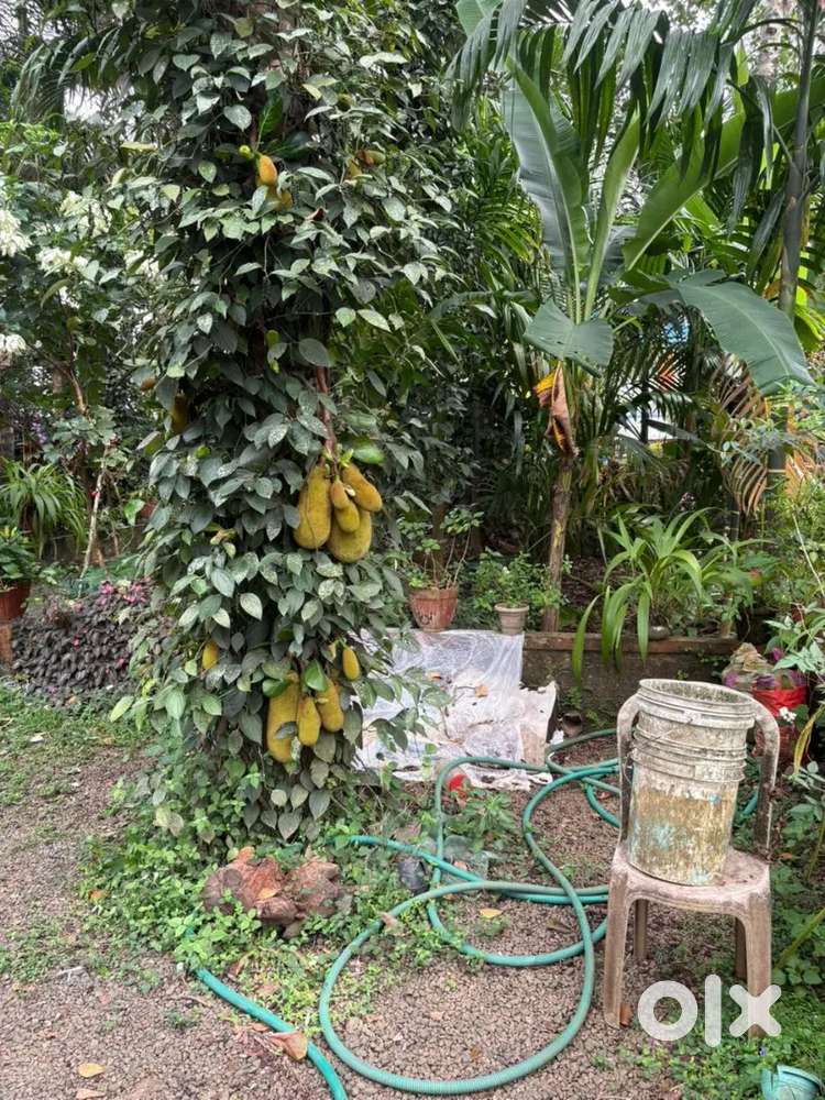 22 cent house and Plot