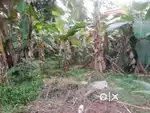11 Cent house plot in Veroor, Changanacherry