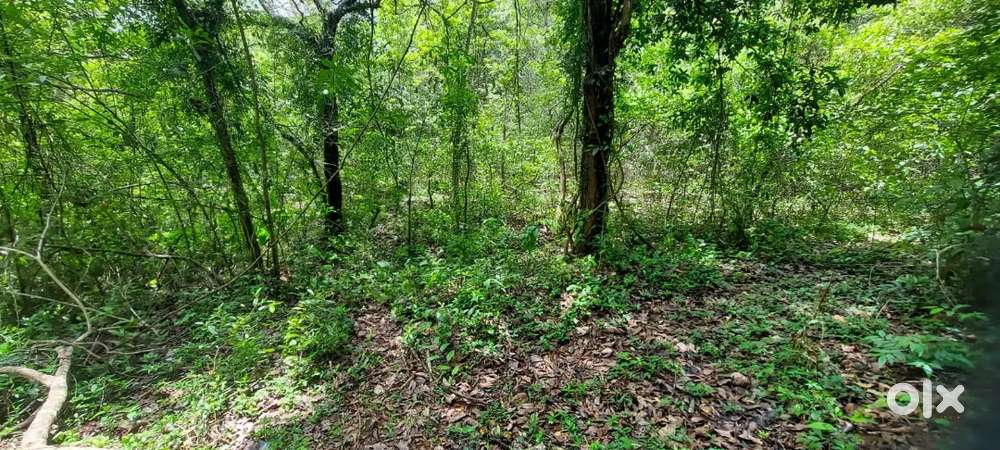 Plot for sale in Panchawadi Shiroda Goa