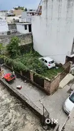 Cow facing residential plot