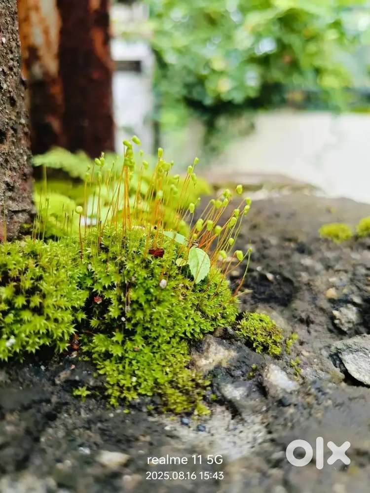 900 sq വീട് 85സെന്റ് വീട്