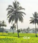 Agriculture land / agricultural land / coconut farm / farm house