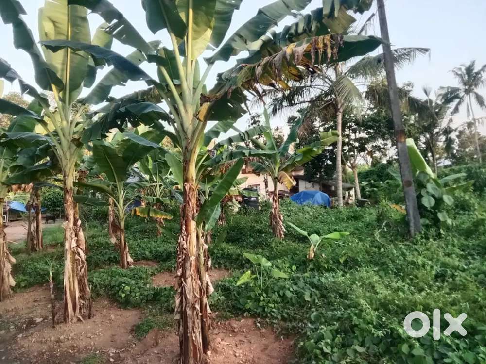ഞാലിയാകുഴി 10 plot.1.25 .lakh.