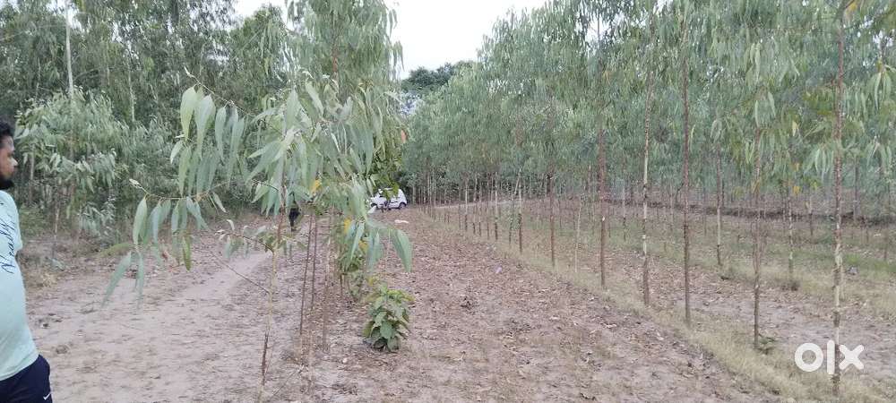2.5 bigha agriculture land(sc) only 14 lach per bigha in buggawala(uk)