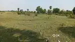 Sarang Nh To 1.5 km Under Urgent Sell Prize in 350000 Per Guntha