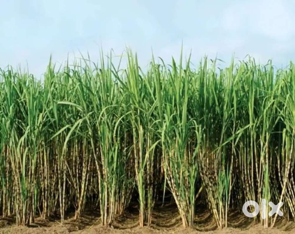 Ganna Chol ke liye labour chahiye