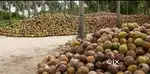 8 Acre coconut plantation in Attapadi