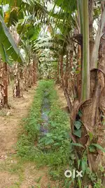 OLY Waterfall Farm