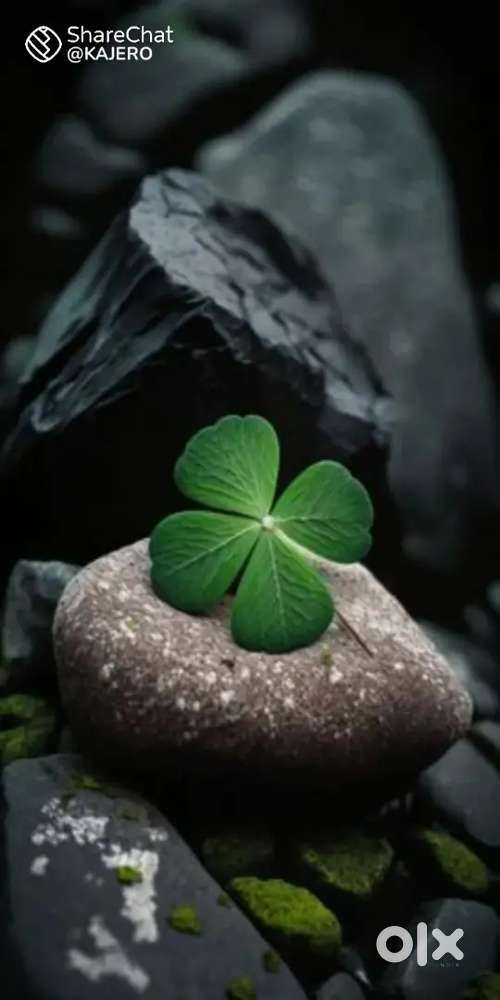 Female vacancy tellicalling admin therapist