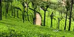 A beautifull tea estate for sale in ooty