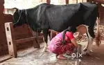 Desi Cow milk available door step delivery...சுத்தமான பசு மாட்டு பால்