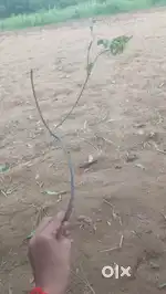 Pure herbal neem datun with Janmashtami footi hui matki