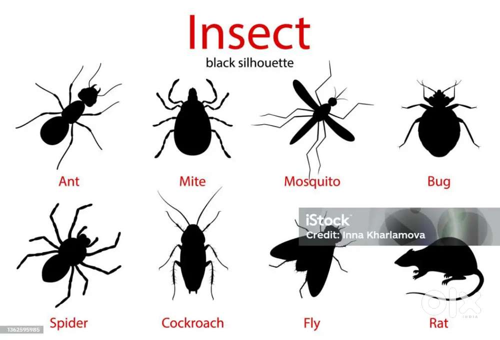 Pest control services