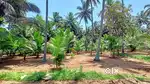 99 cent farm land for sale, price negotiable
