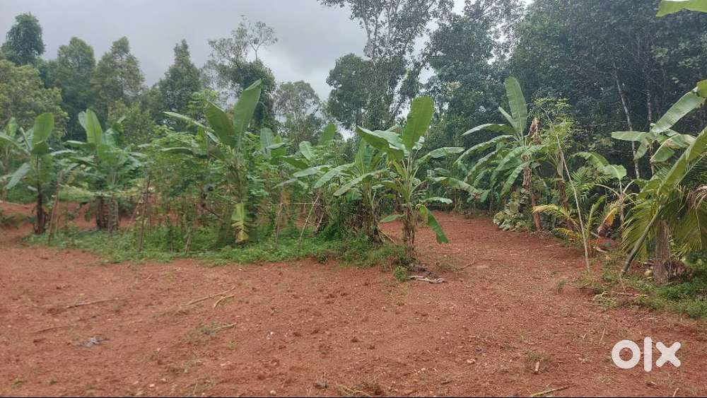 Plots for Sale Near Kolenchery – Road Access & Water Available