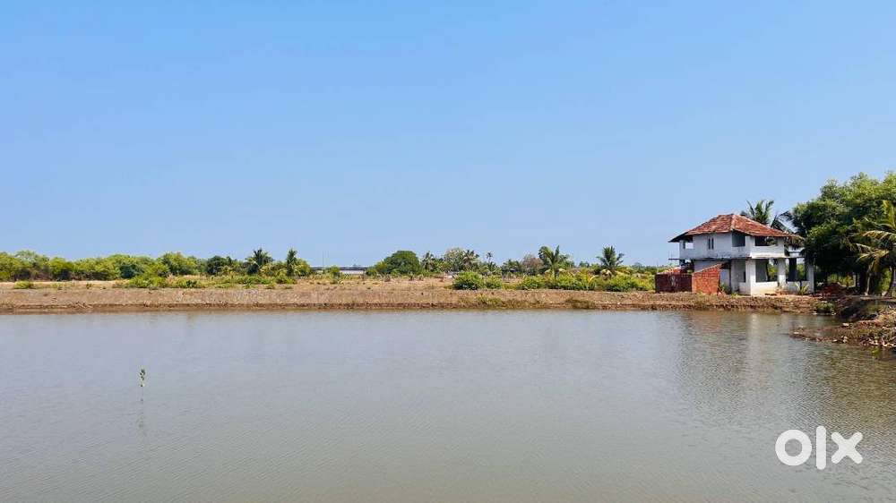 Dream Farm Near Ezhimala–7acres with Prawn Ponds, Bldng, & Home stay