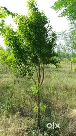 Near yadgirigut temple Dtcp aprod plots