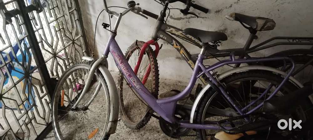 Lady bird cycle new