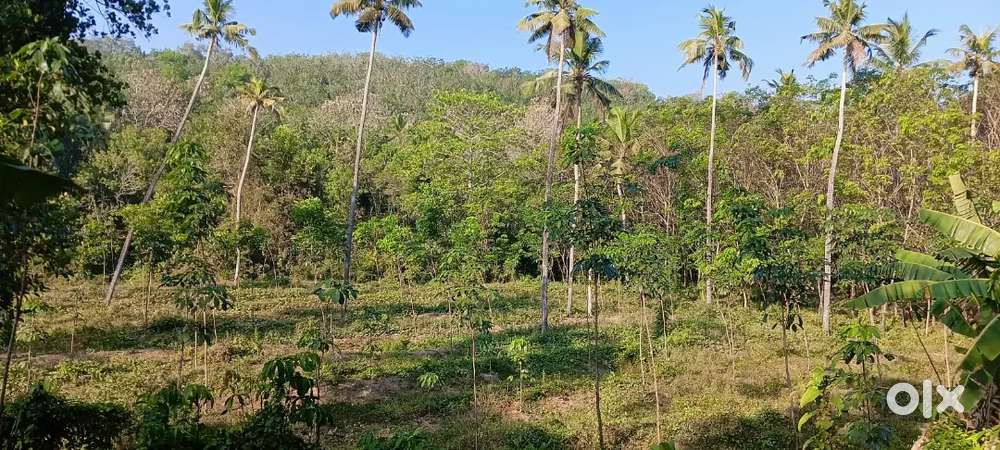 പകൾക്കുറി ആറിൻ്റെ തീർത്തു 1 ഏക്കർ റോഡ് ഉള്ള വസ്തു വിൽപനക്ക്