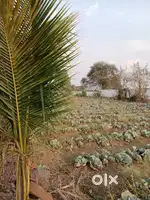 Fram House Plot Julum