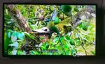 43 inch smart android frameless led tv 10999