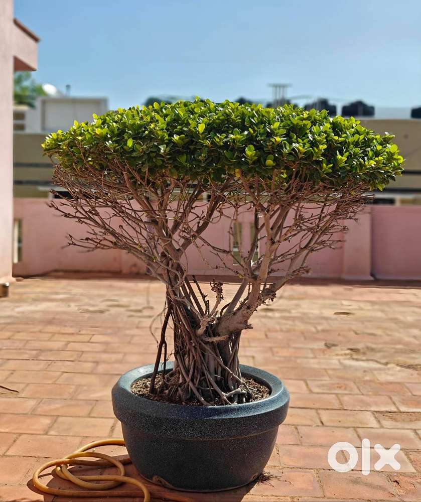 Large Ficus Bonsai Tree (12 year old)