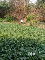 Agriculture land for sale