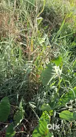 4 cent land for sale...direct owner sale
