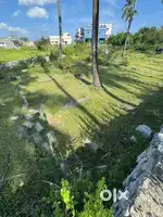 Land with large path way and two coconut tree