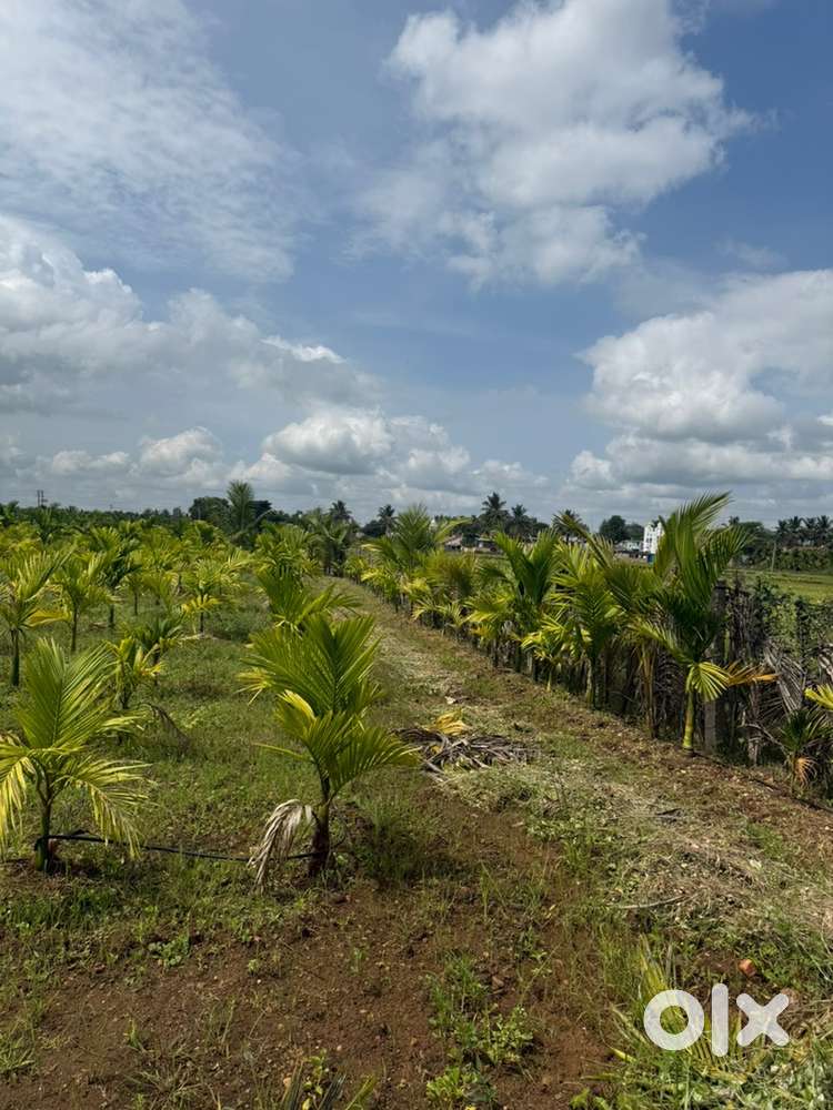 2 Acre Adike thota for sale