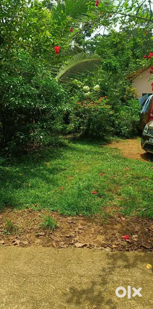 Sale Land 25 cent മൊത്തമായിട്ടു വില്പനക്കു