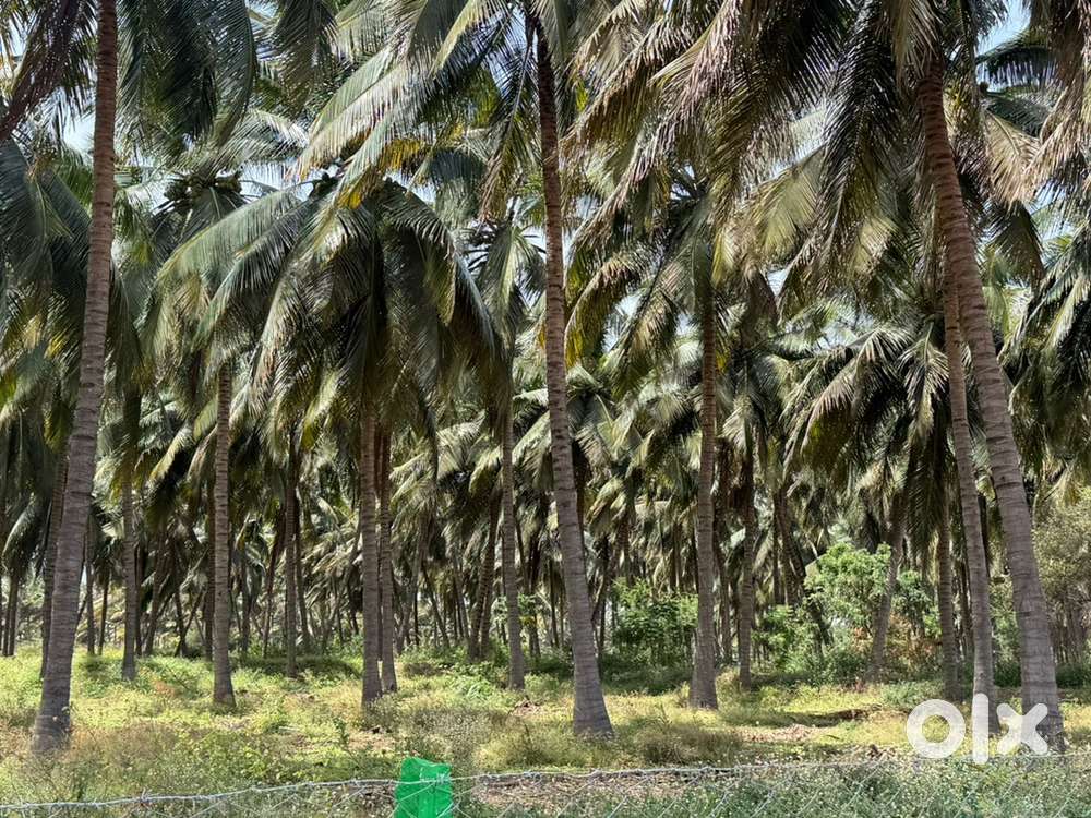Coconut farm sale / agricultural land