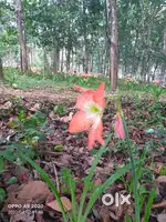 Land for house near erathuvadakara manimala