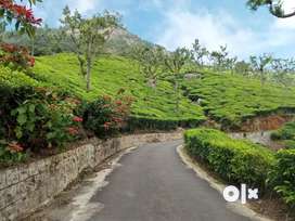 570 acre Profitable Tea estate for Sale at Ooty Only Buyers contact