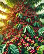 Coffee Estate